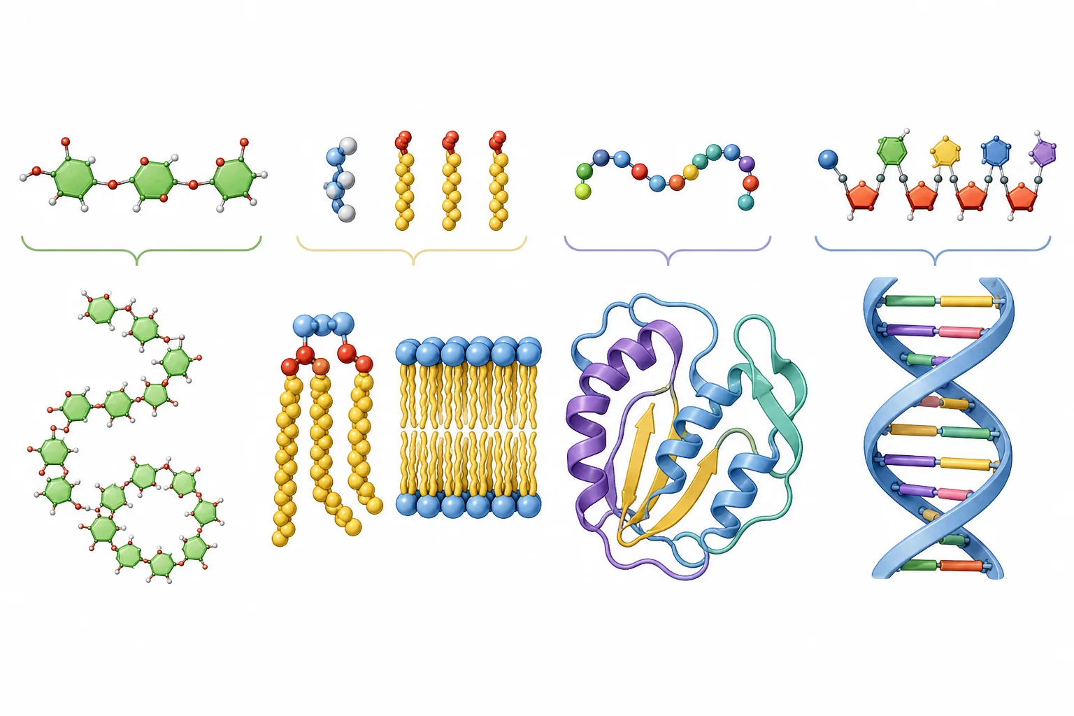 Cuatro grupos visuales muestran glúcidos formados por anillos enlazados, triglicéridos y una bicapa de fosfolípidos, una proteína plegada y un ácido nucleico de doble hélice.