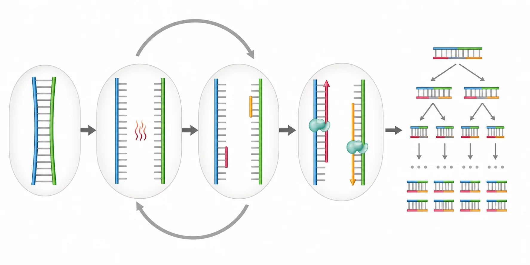 Ciclo de PCR sin rótulos: ADN bicatenario, hebras separadas por calor, cebadores cortos unidos en sentidos opuestos, extensión por polimerasas y multiplicación de copias del mismo fragmento.