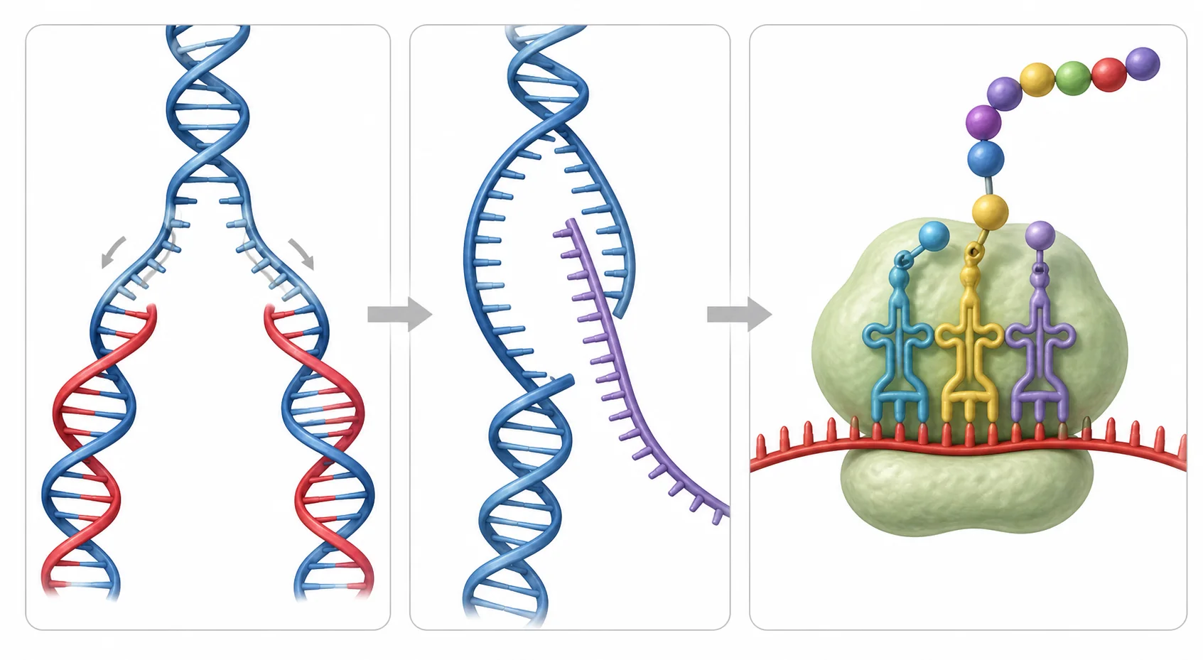 Tres paneles muestran una doble hélice que origina dos moléculas con una hebra antigua azul y otra nueva roja, un ADN abierto que sirve de molde para ARN y un ribosoma que ensambla una cadena de aminoácidos.