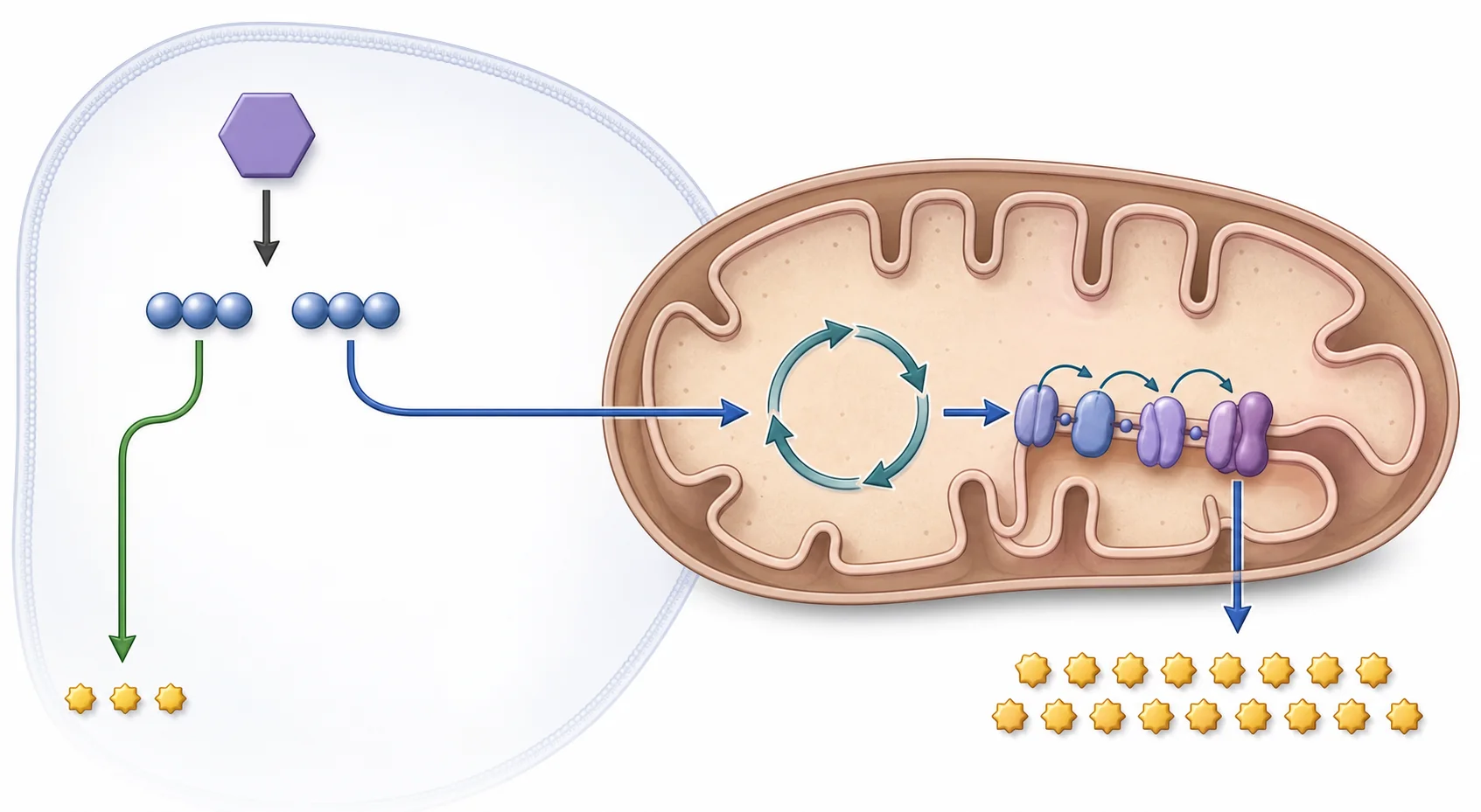 En el citosol, un hexágono abstracto da dos productos de tres esferas; una ruta permanece fuera de la mitocondria con pocas fichas de energía y otra entra en una mitocondria, recorre un ciclo y una cadena de membrana y produce muchas fichas.