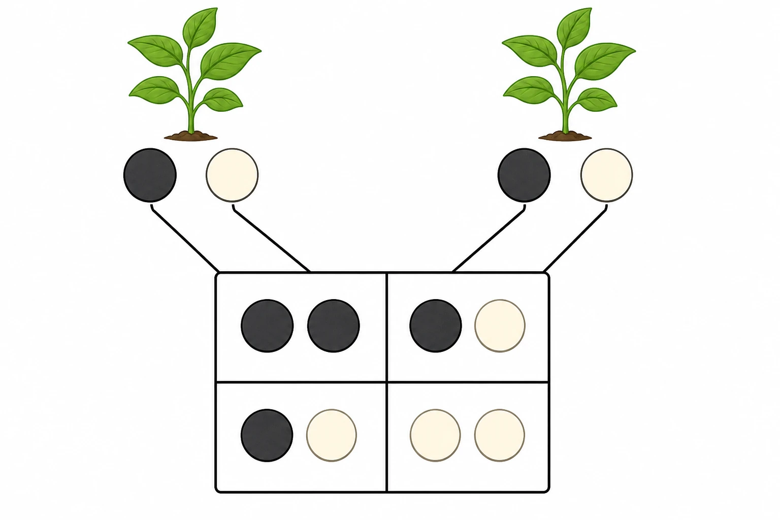 Dos plantas progenitoras, cada una con una ficha oscura y una clara; debajo, cuadrícula de cuatro casillas con combinaciones dos oscuras, oscura-clara, oscura-clara y dos claras.