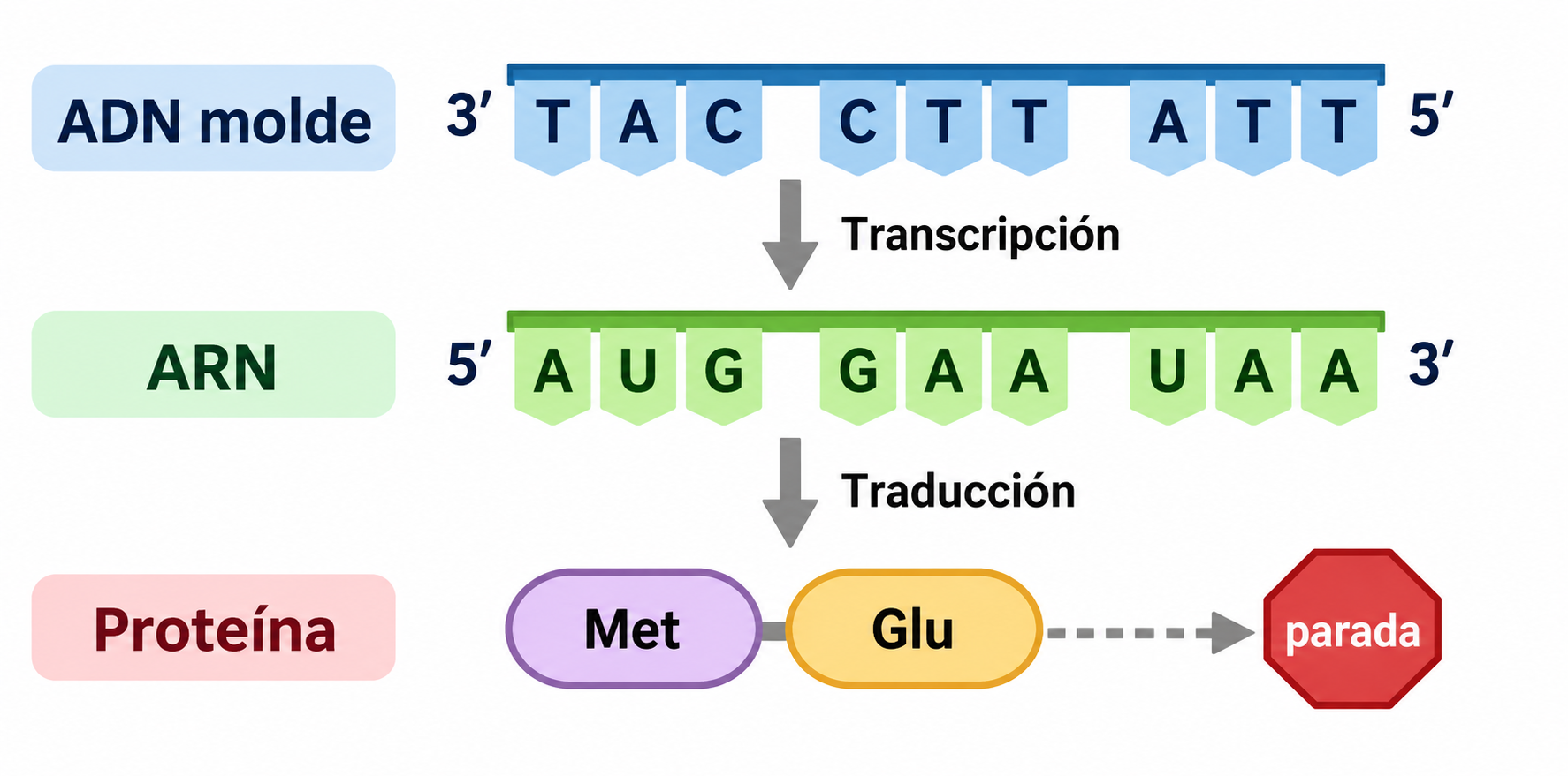 Del ADN molde 3′-TAC CTT ATT-5′ se obtiene ARN 5′-AUG GAA UAA-3′; el ribosoma añade Met y Glu y se detiene ante UAA sin una tercera pieza.