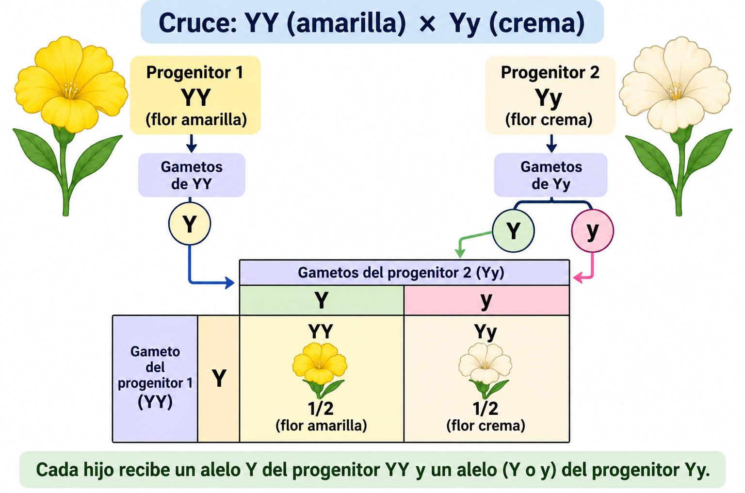 El cruce del ejemplo separa Y e y en gametos del heterocigoto; el homocigoto aporta Y. Se reconstruyen YY amarilla y Yy crema con probabilidades iguales.