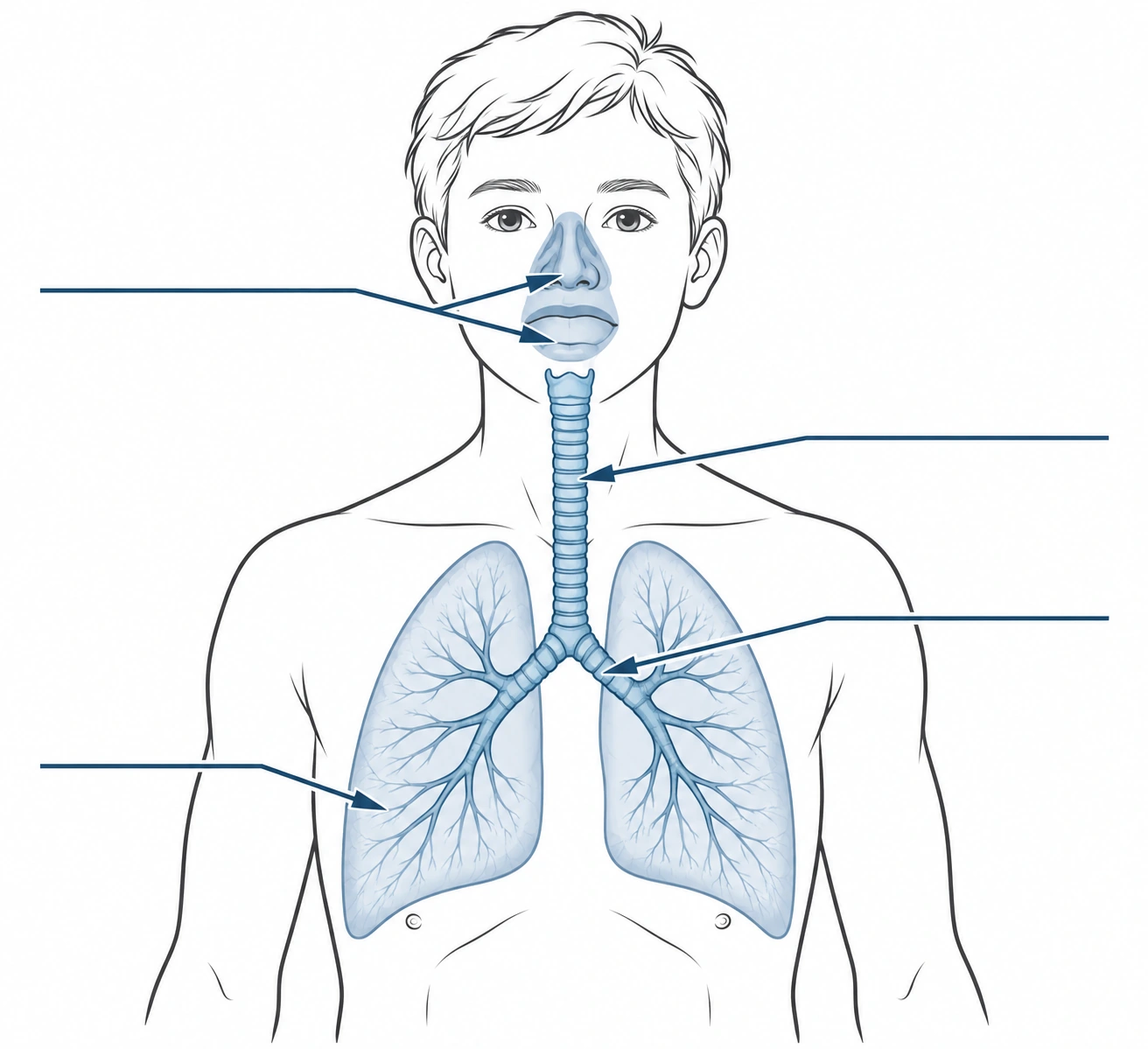 Percorso anatomico semplificato con quattro etichette fuori dall'illustrazione e frecce da completare.