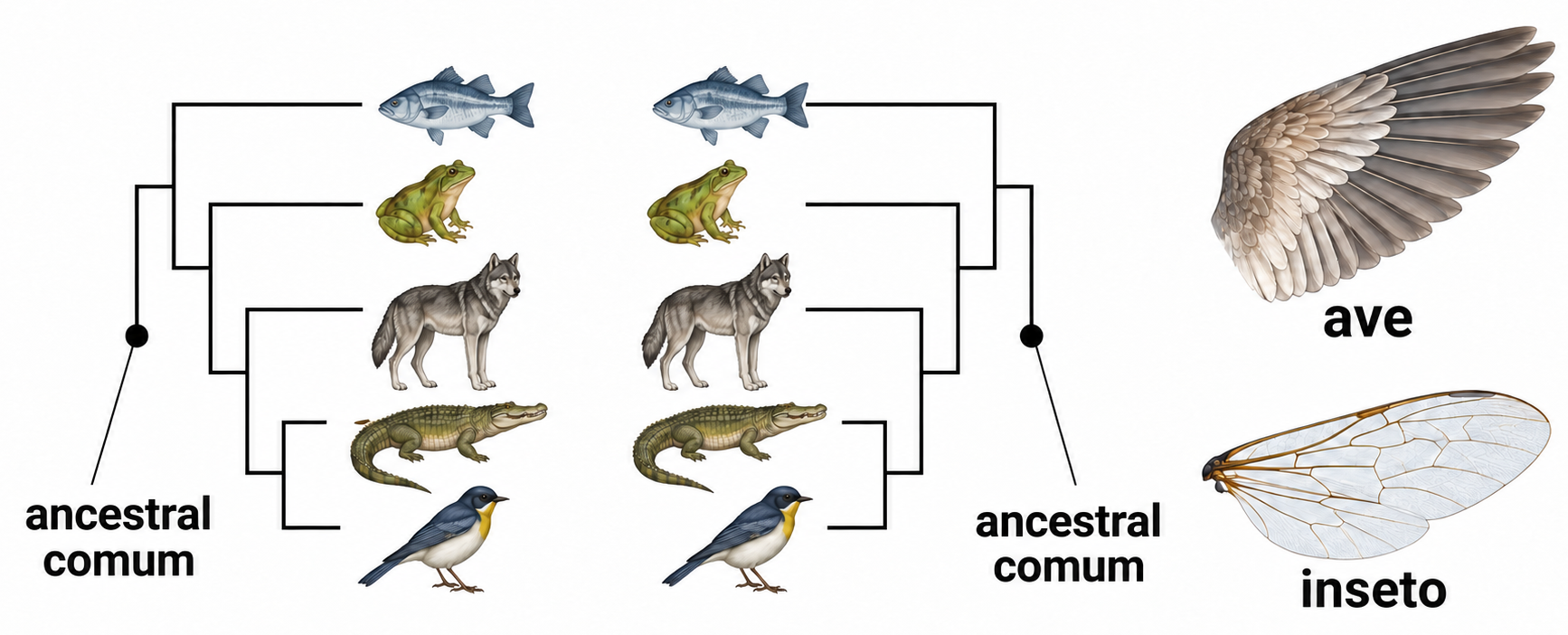 Dois cladogramas espelhados ligam peixe, sapo, lobo, crocodilo e ave a um ancestral comum; à direita aparecem asas de ave e inseto.
