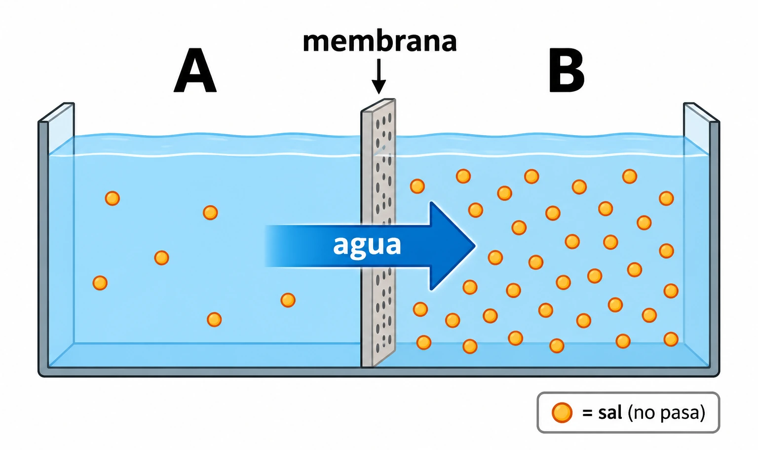 Recipiente con membrana entre A y B; B contiene más partículas de sal que no atraviesan la membrana. La flecha de agua va de A a B.
