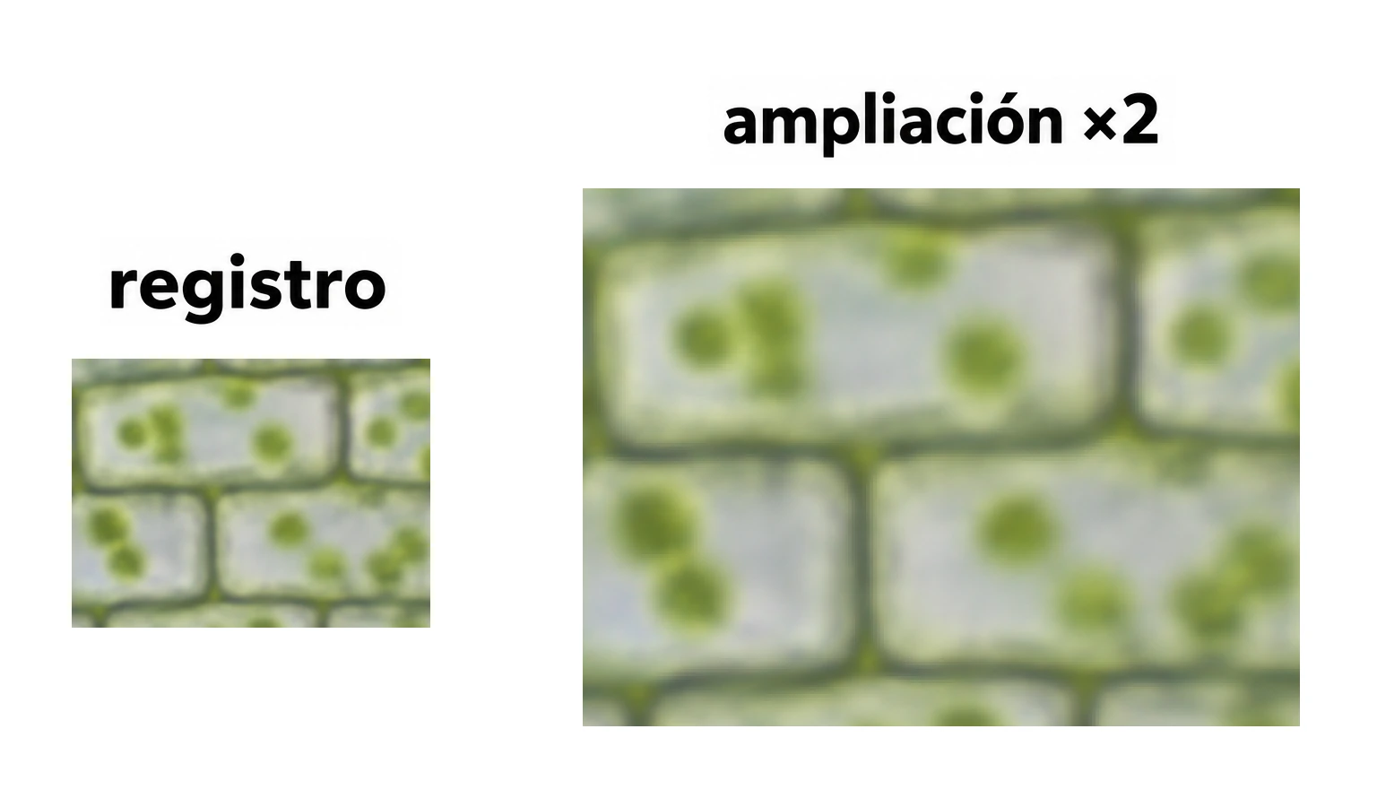 Dos vistas desenfocadas de células vegetales, rotuladas registro y ampliación ×2; la segunda aumenta el tamaño del mismo detalle.