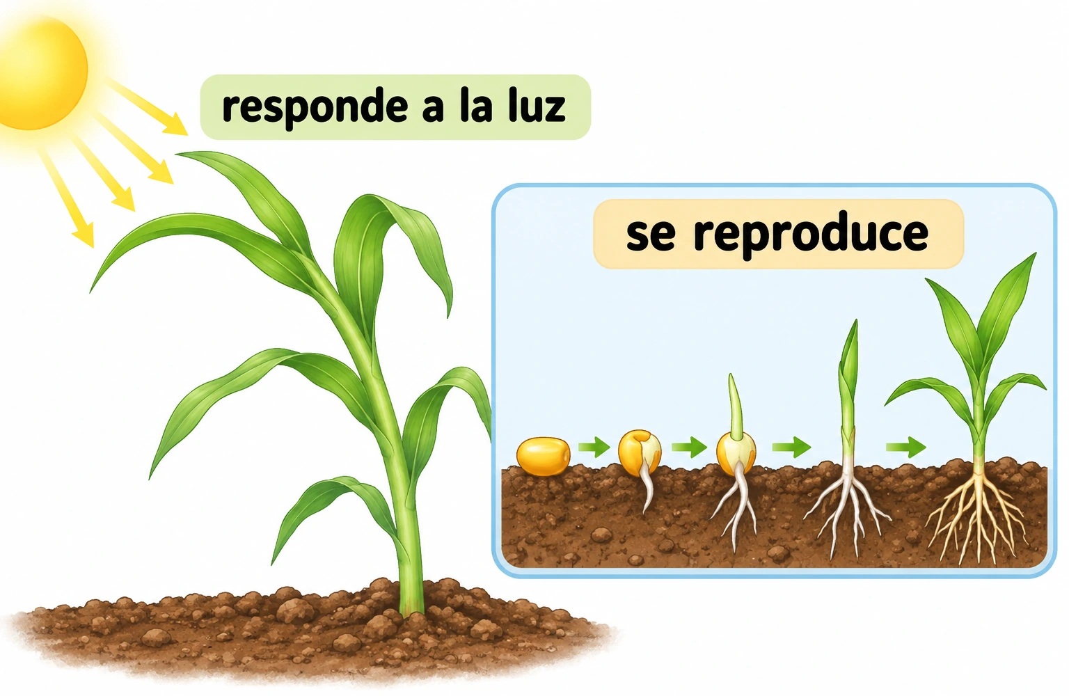 Una planta de maíz responde a la luz; un recuadro muestra semilla, germinación y crecimiento.