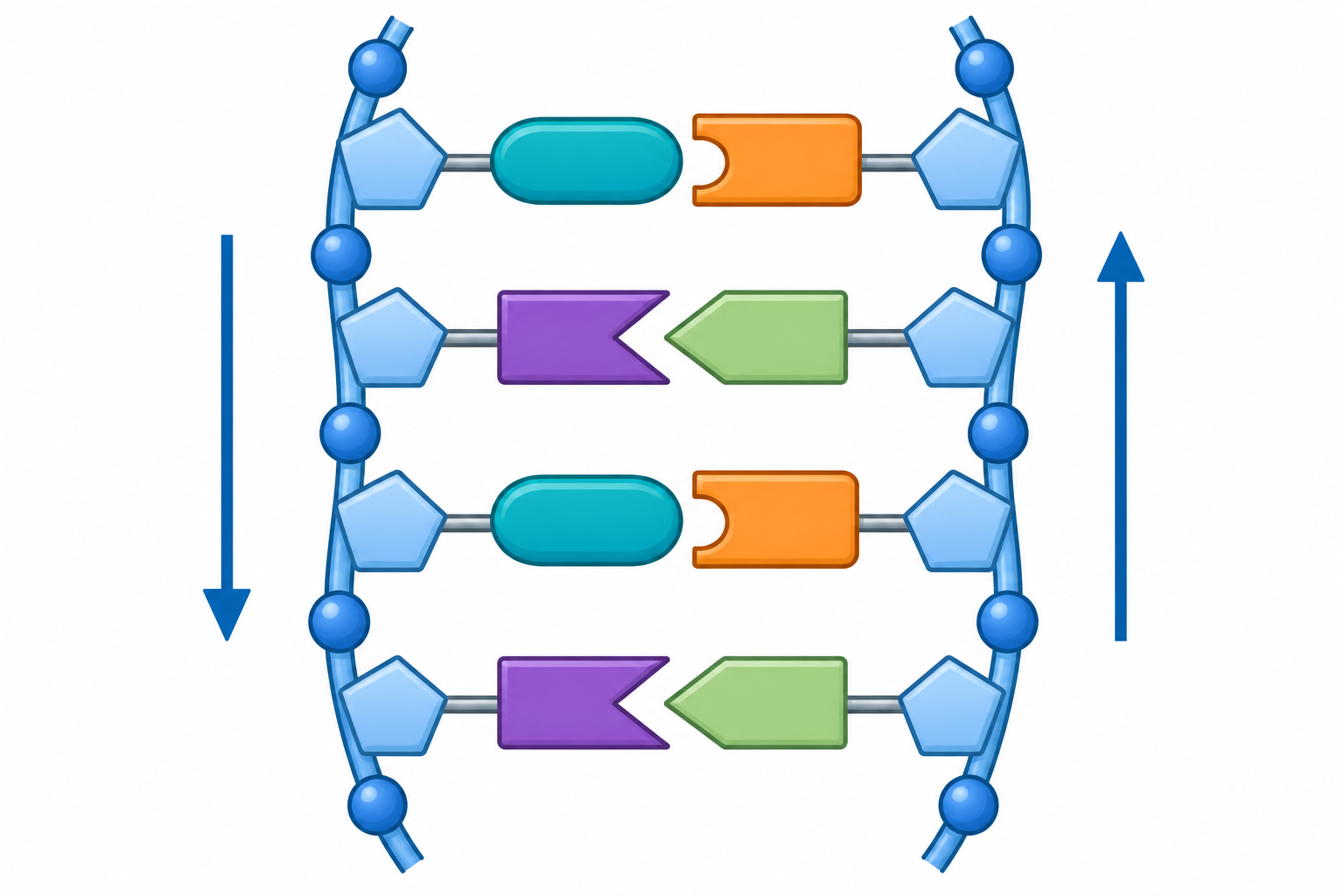 Quattro coppie di forme complementari collegano due catene schematizzate; una freccia scende lungo la catena sinistra e l'altra sale lungo la destra.
