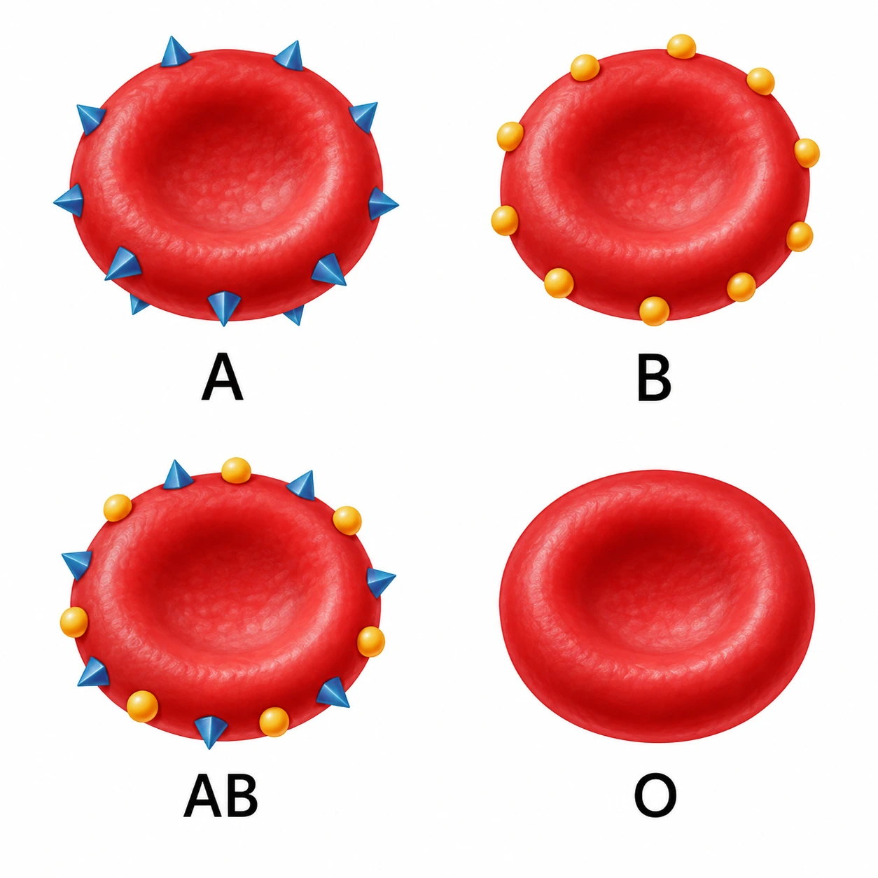 Quatro glóbulos vermelhos A, B, AB e O: antigénios triangulares, circulares, ambos ou nenhum.